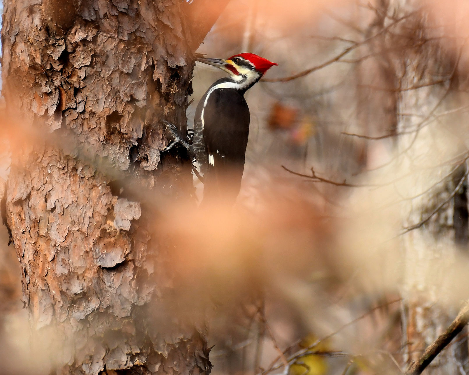 Woodpecker